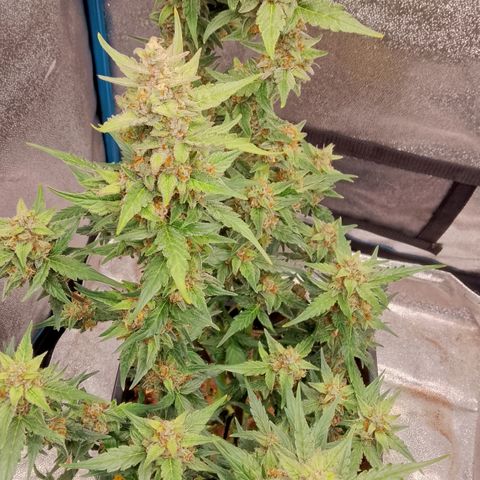 Orange Apricot Glue XL Auto growlog timeline photo