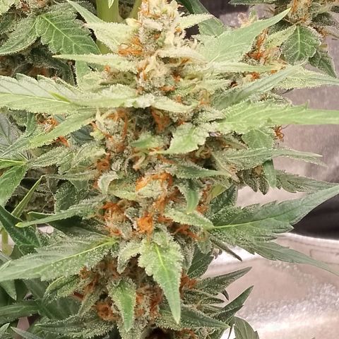 Orange Apricot Glue XL Auto growlog timeline photo