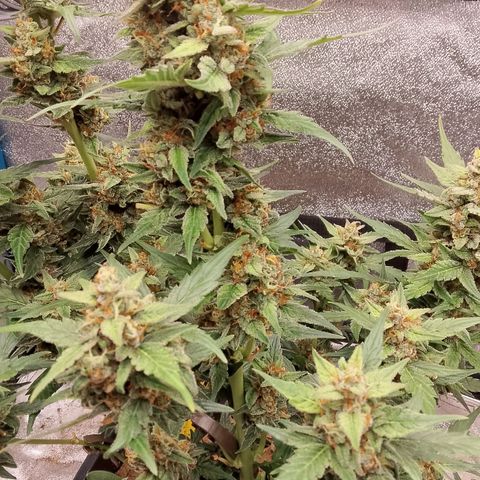 Orange Apricot Glue XL Auto growlog timeline photo