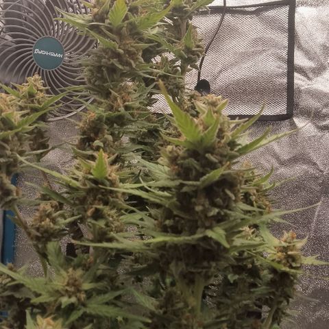Orange Apricot Glue XL Auto growlog timeline photo