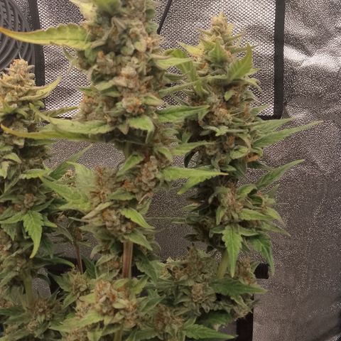 Orange Apricot Glue XL Auto growlog timeline photo