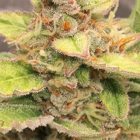 Orange Apricot Glue XL Auto growlog timeline photo