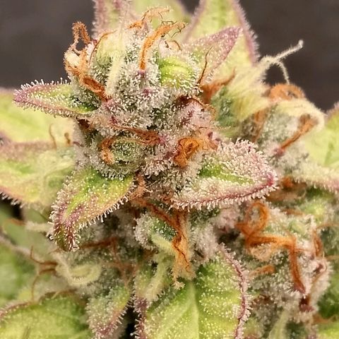 Orange Apricot Glue XL Auto growlog timeline photo