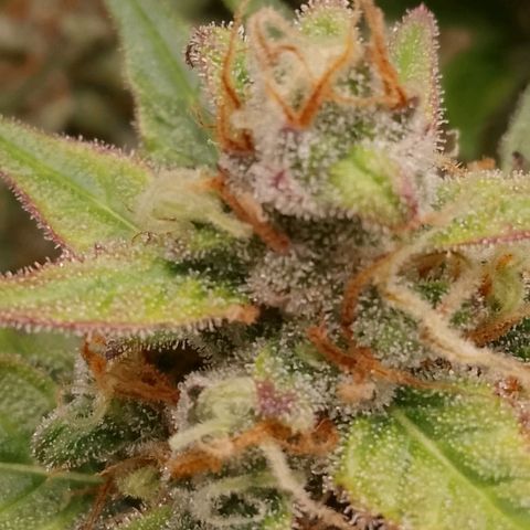 Orange Apricot Glue XL Auto growlog timeline photo