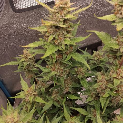 Orange Apricot Glue XL Auto growlog timeline photo