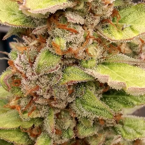 Orange Apricot Glue XL Auto growlog timeline photo