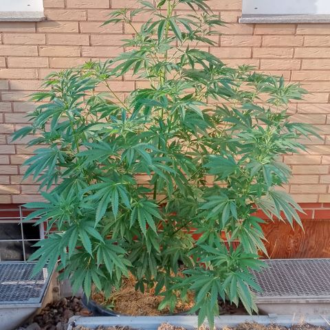 Doobies Pie growlog timeline photo