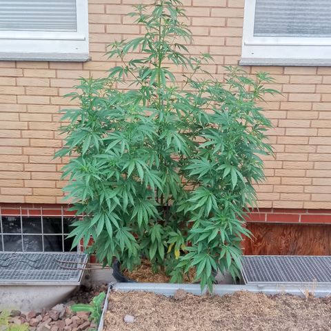 Doobies Pie growlog timeline photo