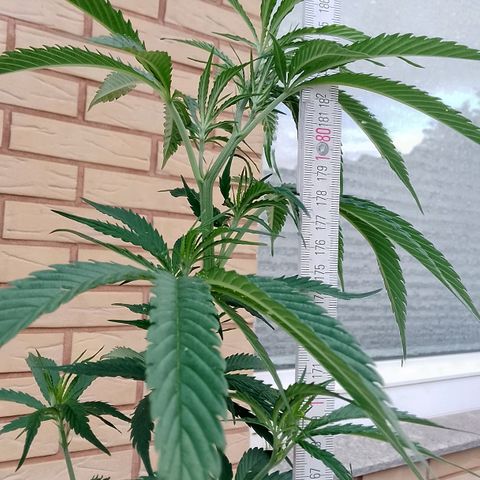 Doobies Pie growlog timeline photo