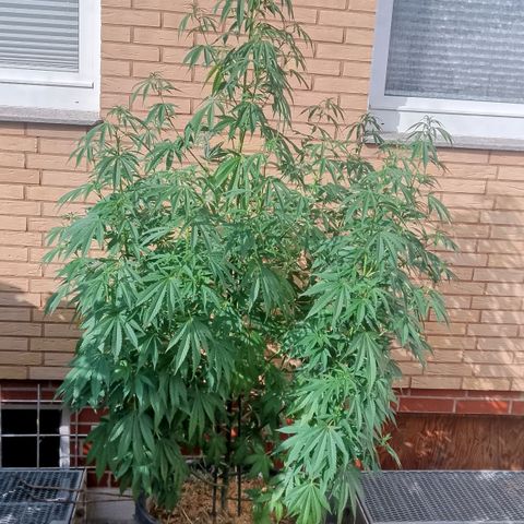 Doobies Pie growlog timeline photo