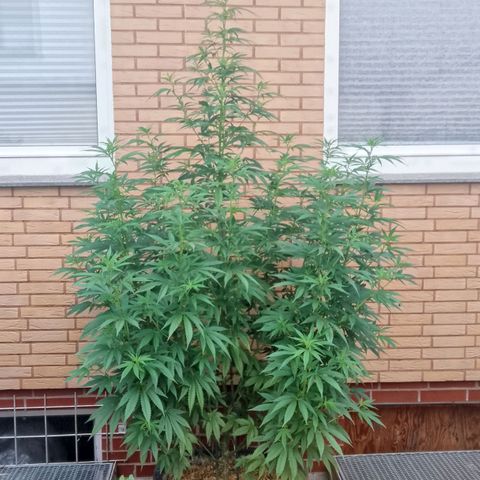 Doobies Pie growlog timeline photo