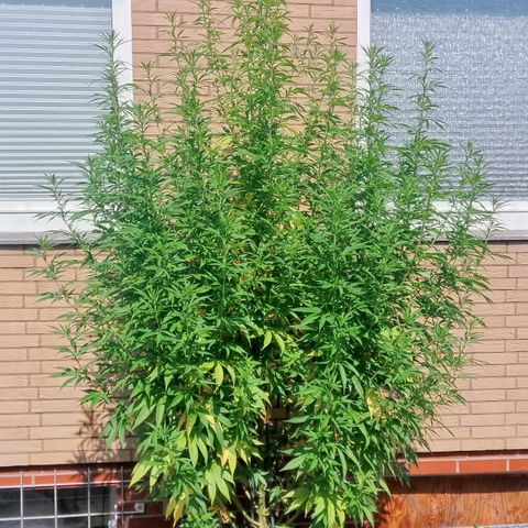Doobies Pie growlog timeline photo