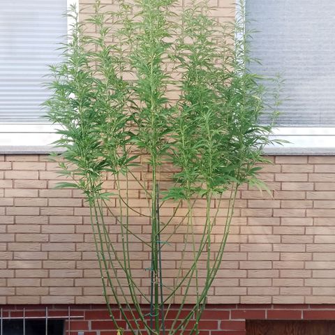 Doobies Pie growlog timeline photo