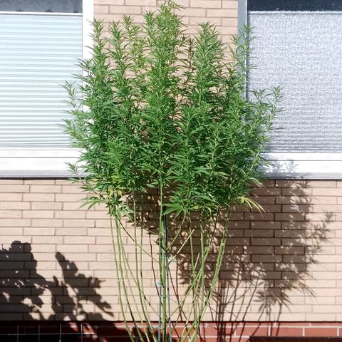 Doobies Pie growlog timeline photo
