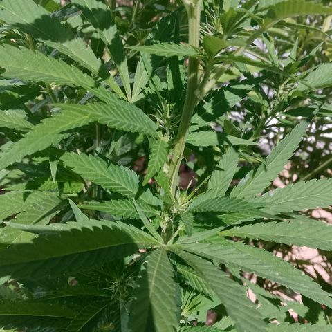 Doobies Pie growlog timeline photo