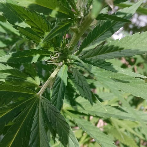 Doobies Pie growlog timeline photo