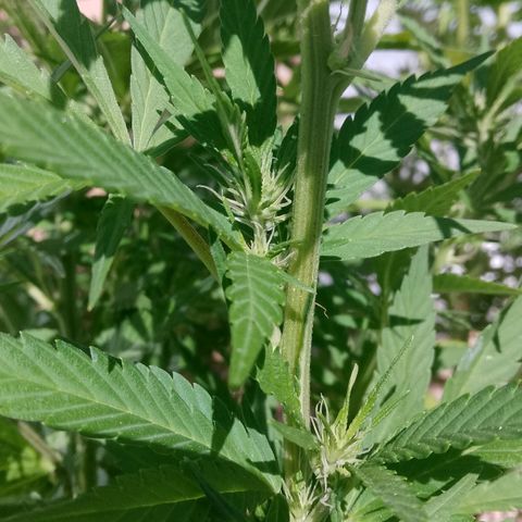 Doobies Pie growlog timeline photo