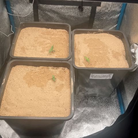 Fast Buds Mystery #5 growlog timeline photo
