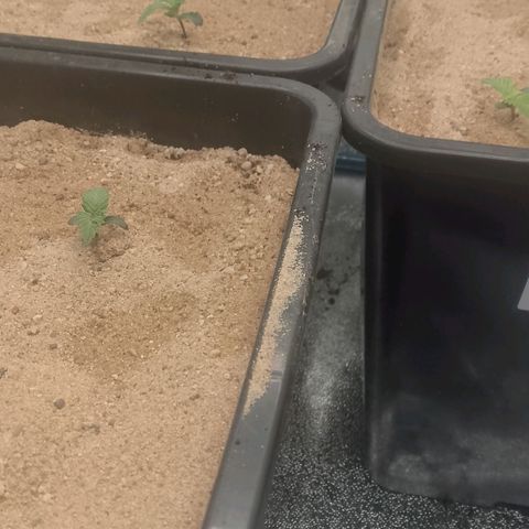 Fast Buds Mystery #3 growlog timeline photo