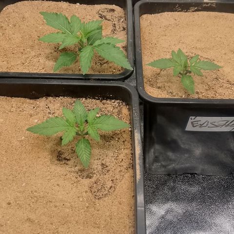 Fast Buds Mystery #5 growlog timeline photo