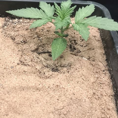 Fast Buds Mystery #3 growlog timeline photo