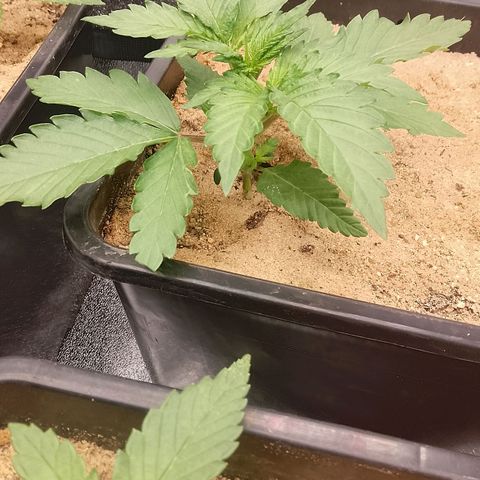 Fast Buds Mystery #4 growlog timeline photo