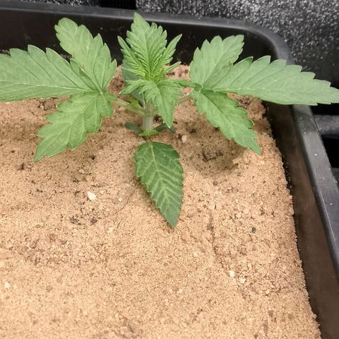 Fast Buds Mystery #5 growlog timeline photo