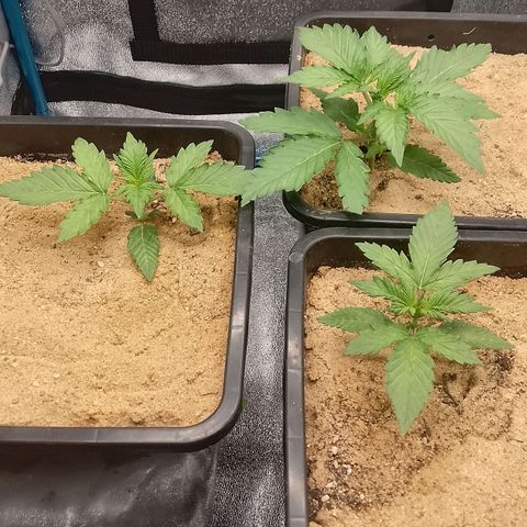 Fast Buds Mystery #5 growlog timeline photo