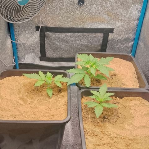 Fast Buds Mystery #5 growlog timeline photo