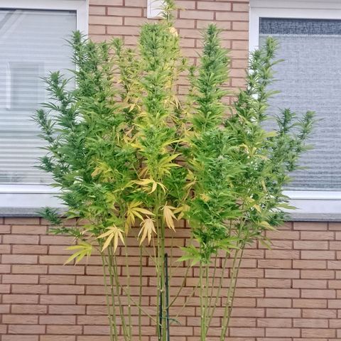 Doobies Pie growlog timeline photo