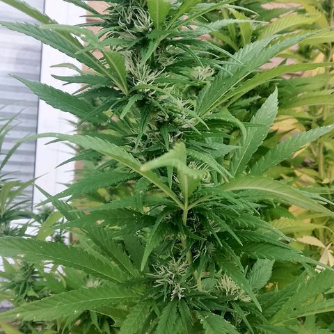 Doobies Pie growlog timeline photo