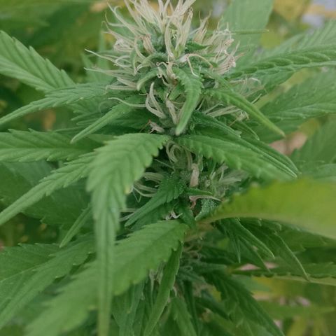 Doobies Pie growlog timeline photo