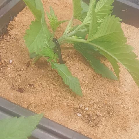 Fast Buds Mystery #4 growlog timeline photo