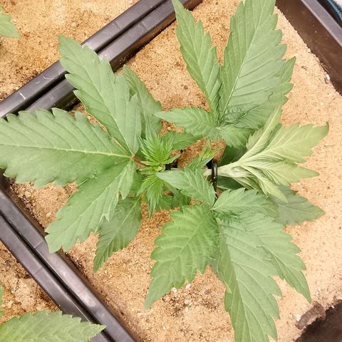 Fast Buds Mystery #4 growlog timeline photo