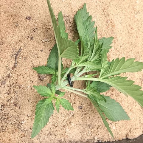 Fast Buds Mystery #3 growlog timeline photo