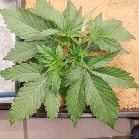Fast Buds Mystery #4 growlog timeline photo