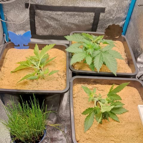 Fast Buds Mystery #5 growlog timeline photo