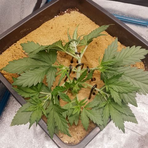 Fast Buds Mystery #3 growlog timeline photo