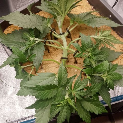 Fast Buds Mystery #4 growlog timeline photo