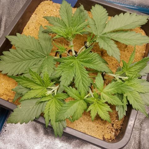 Fast Buds Mystery #5 growlog timeline photo