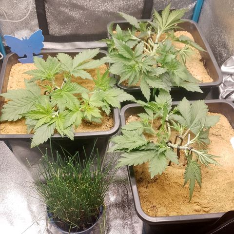 Fast Buds Mystery #5 growlog timeline photo