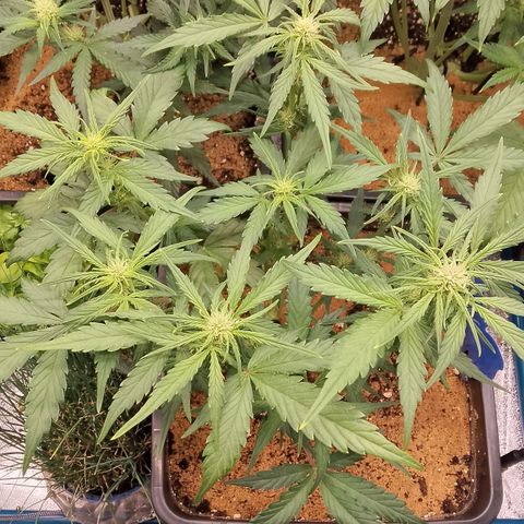 Fast Buds Mystery #3 growlog timeline photo