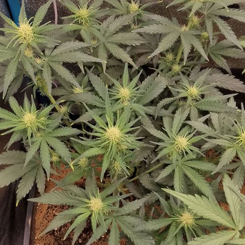 Fast Buds Mystery #4 growlog timeline photo
