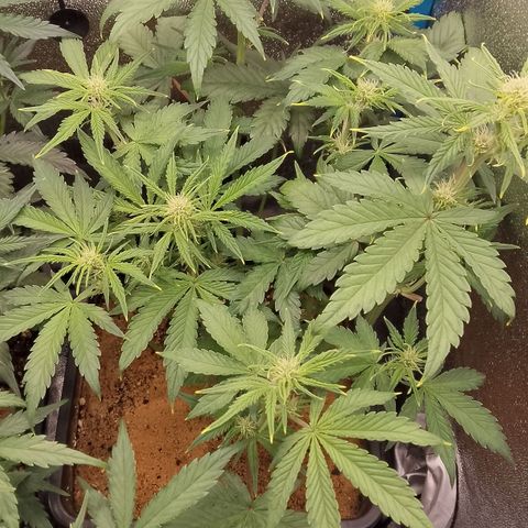 Fast Buds Mystery #5 growlog timeline photo