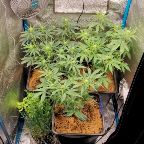 Fast Buds Mystery #5 growlog timeline photo
