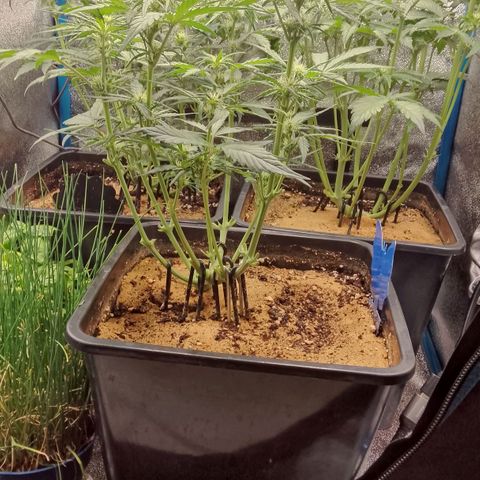 Fast Buds Mystery #5 growlog timeline photo