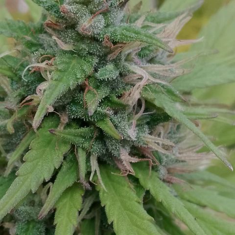 Doobies Pie growlog timeline photo