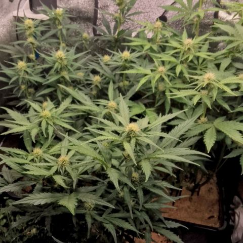 Fast Buds Mystery #5 growlog timeline photo