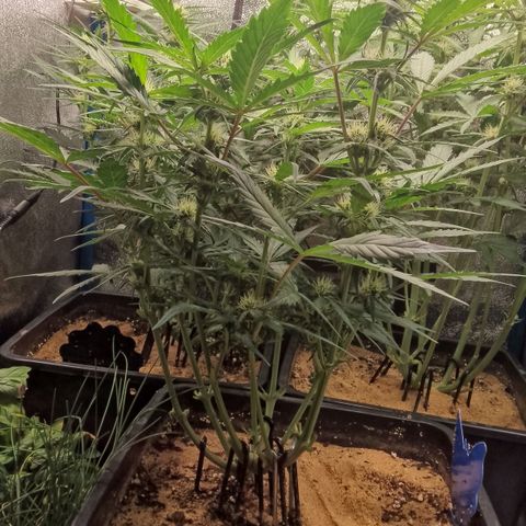 Fast Buds Mystery #5 growlog timeline photo