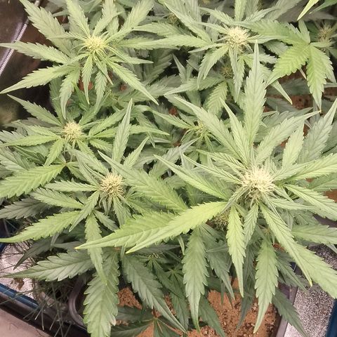 Fast Buds Mystery #3 growlog timeline photo